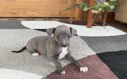 Italian Greyhound dogs for sale: Kk - Image 19