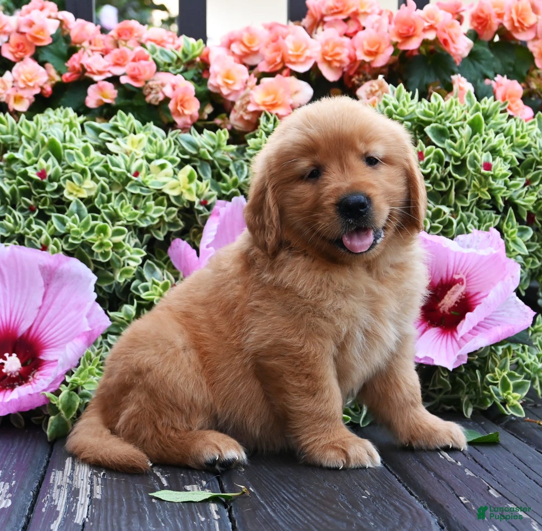 Golden Retriever dogs for sale: Wallace - Image 2