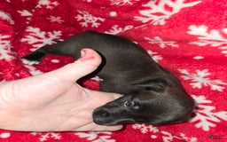 Chihuahua dogs for sale: Black Girl 3 - Image 2