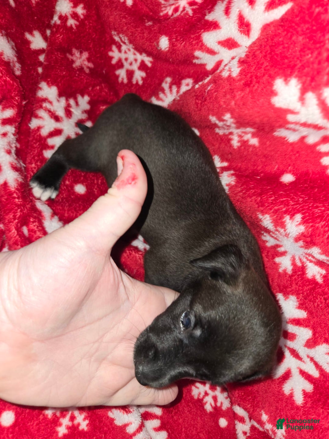 Chihuahua dogs for sale: Black Girl 3 - Image 2