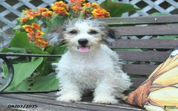 Mini Bernedoodle dogs for sale: Maggie - Image 4