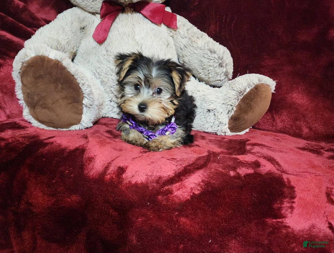 Yorkshire Terrier dogs for sale: Maui - Image 19