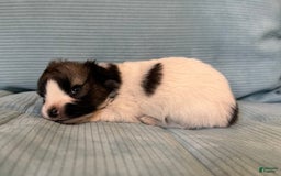 Papillon dogs for sale: Coras Female - Image 3