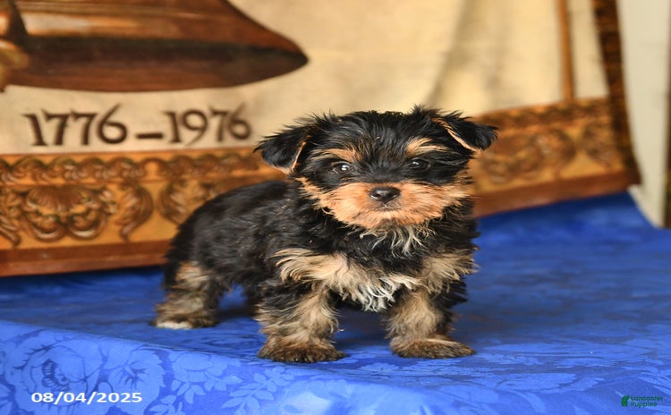 Yorkshire Terrier dogs for sale - Ad 4