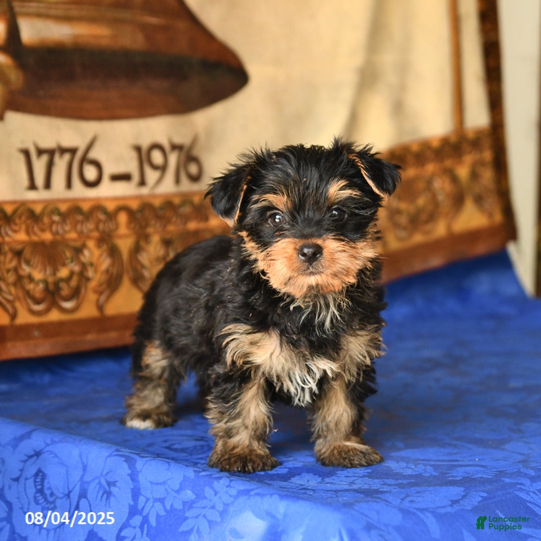 Yorkshire Terrier dogs for sale: Yorkshire Terrier 4 puppies - Image 16