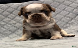 French Bulldog dogs for sale: Graunia - Image 4