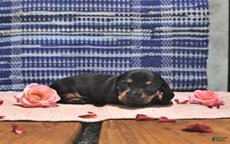 Miniature Dachshund dogs for sale: Twinkle - Image 14