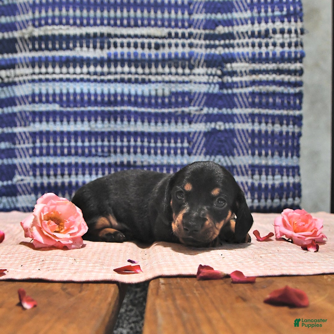 Miniature Dachshund dogs for sale: Twinkle - Image 14