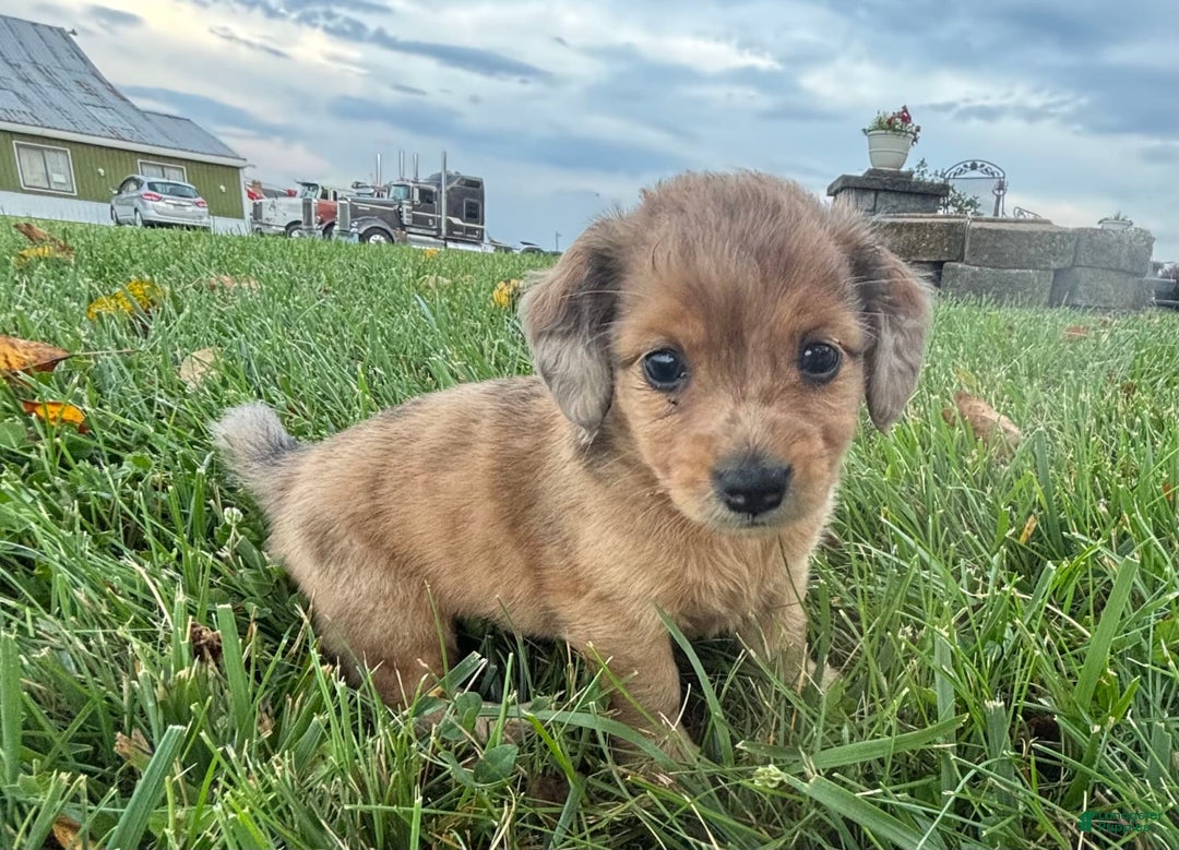 Miniature Pinscher dogs for sale: Penny - Image 1
