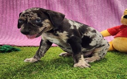 Catahoula Leopard Dog dogs for sale: Duchess 2025 Female 3 - Image 3