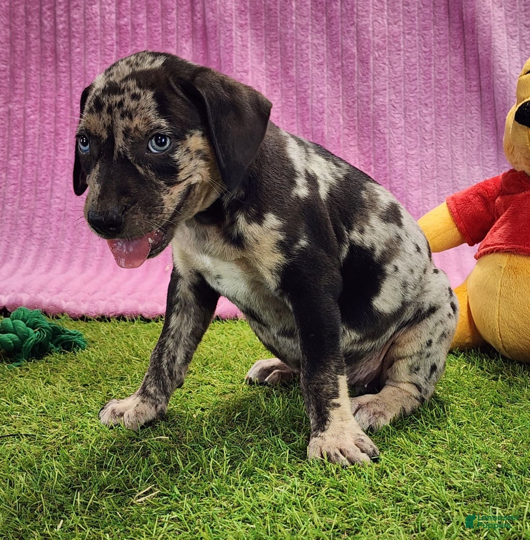 Catahoula Leopard Dog dogs for sale: Duchess 2025 Female 3 - Image 3