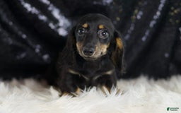Miniature Dachshund dogs for sale: Oscar - Image 3