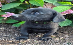 Labrador Retriever dogs for sale: Huk - Image 2