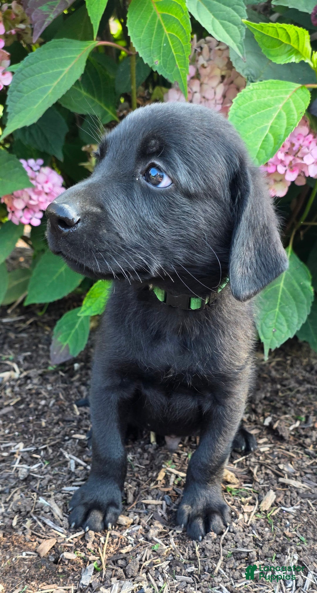 Labrador Retriever dogs for sale: Huk - Image 2