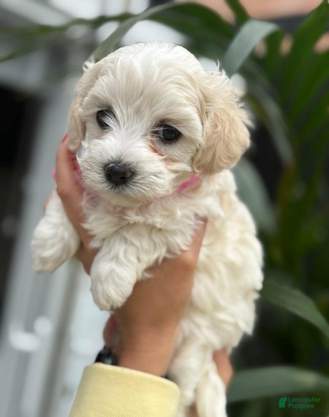 Maltipoo dogs for sale: Max - Image 3