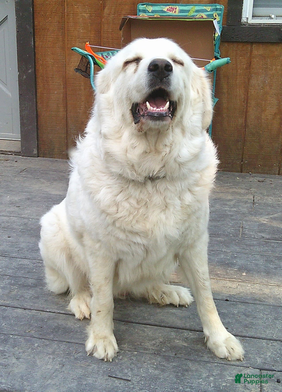 Great Pyrenees dogs for sale: Cedar - Image 14