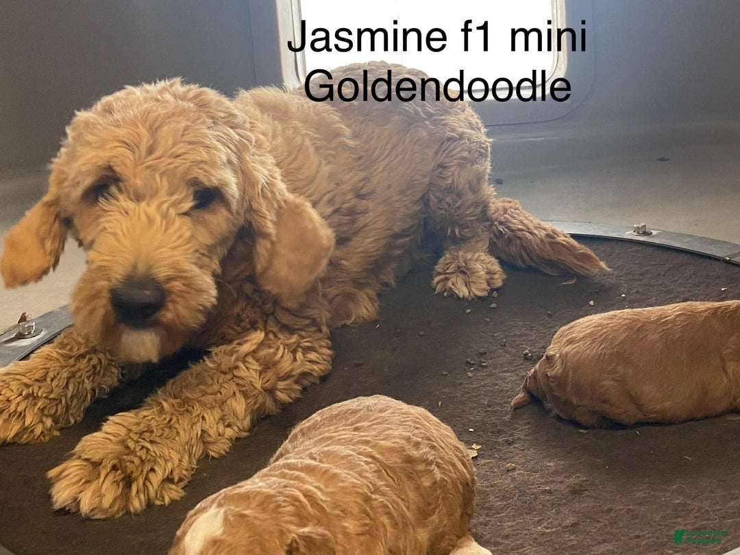 Mini Goldendoodle dogs for sale: Cubby - Image 5