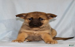 German Shepherd dogs for sale: Tiny - Image 4
