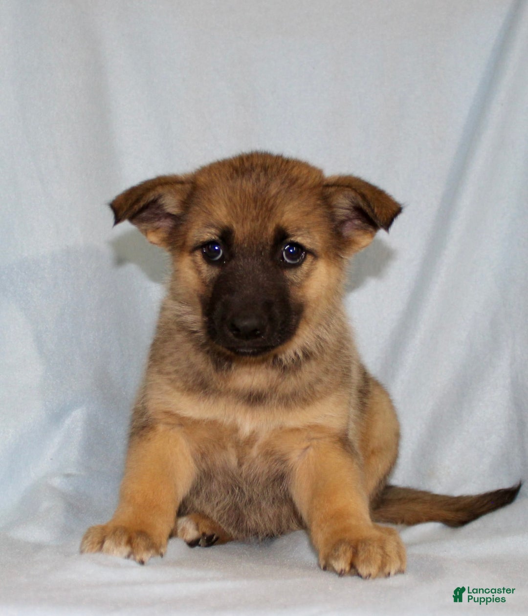 German Shepherd dogs for sale: Tiny - Image 4
