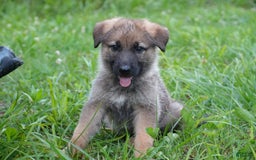 German Shepherd dogs for sale: Tan Collar - Image 3