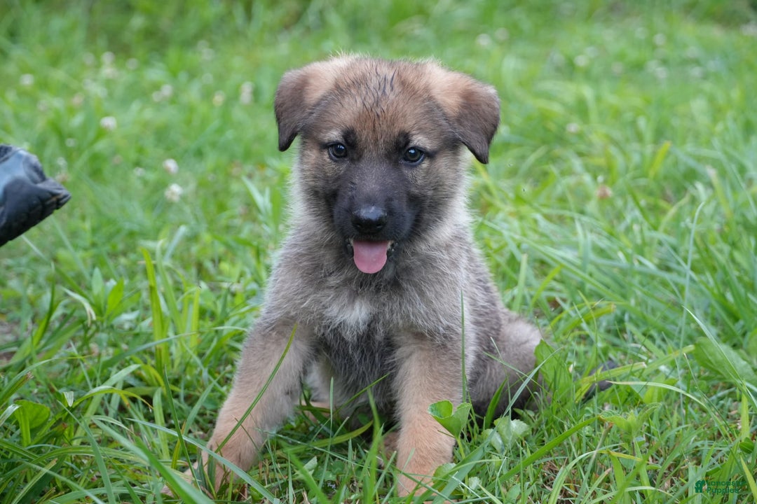 German Shepherd dogs for sale: Tan Collar - Image 3
