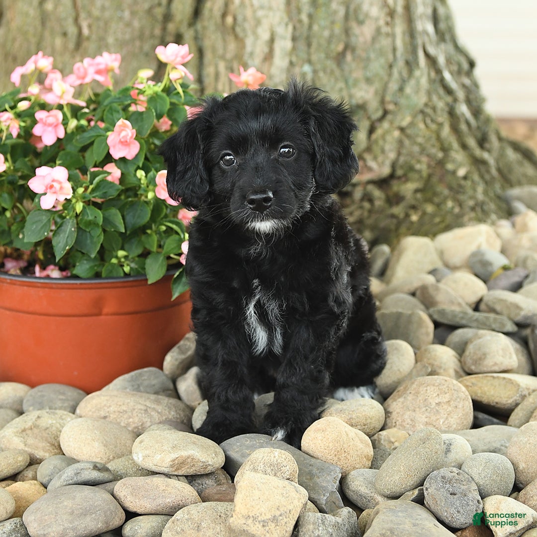 Mini Aussiedoodle dogs for sale: Wyneta - Listing for pets: Wiggles, Willy, Wilbur, Wyneta - Image 3
