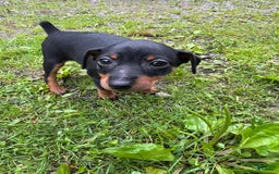 Miniature Pinscher dogs for sale: Bell - Image 5