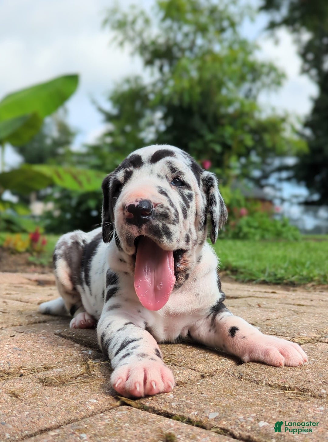 Great Dane dogs for sale: Nino - Image 5