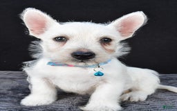 West Highland Terrier dogs for sale: Norris - Image 5