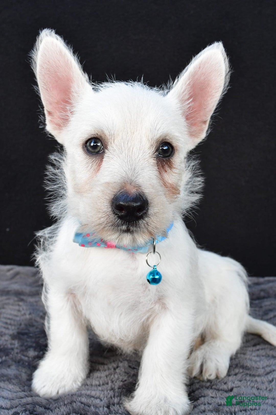 West Highland Terrier dogs for sale: Norris - Image 5
