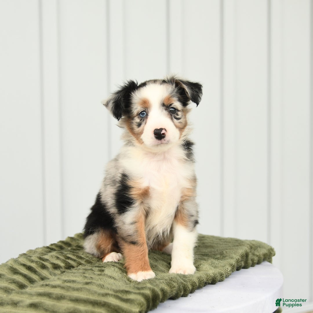 Miniature Australian Shepherd dogs for sale: Baxter - Image 3