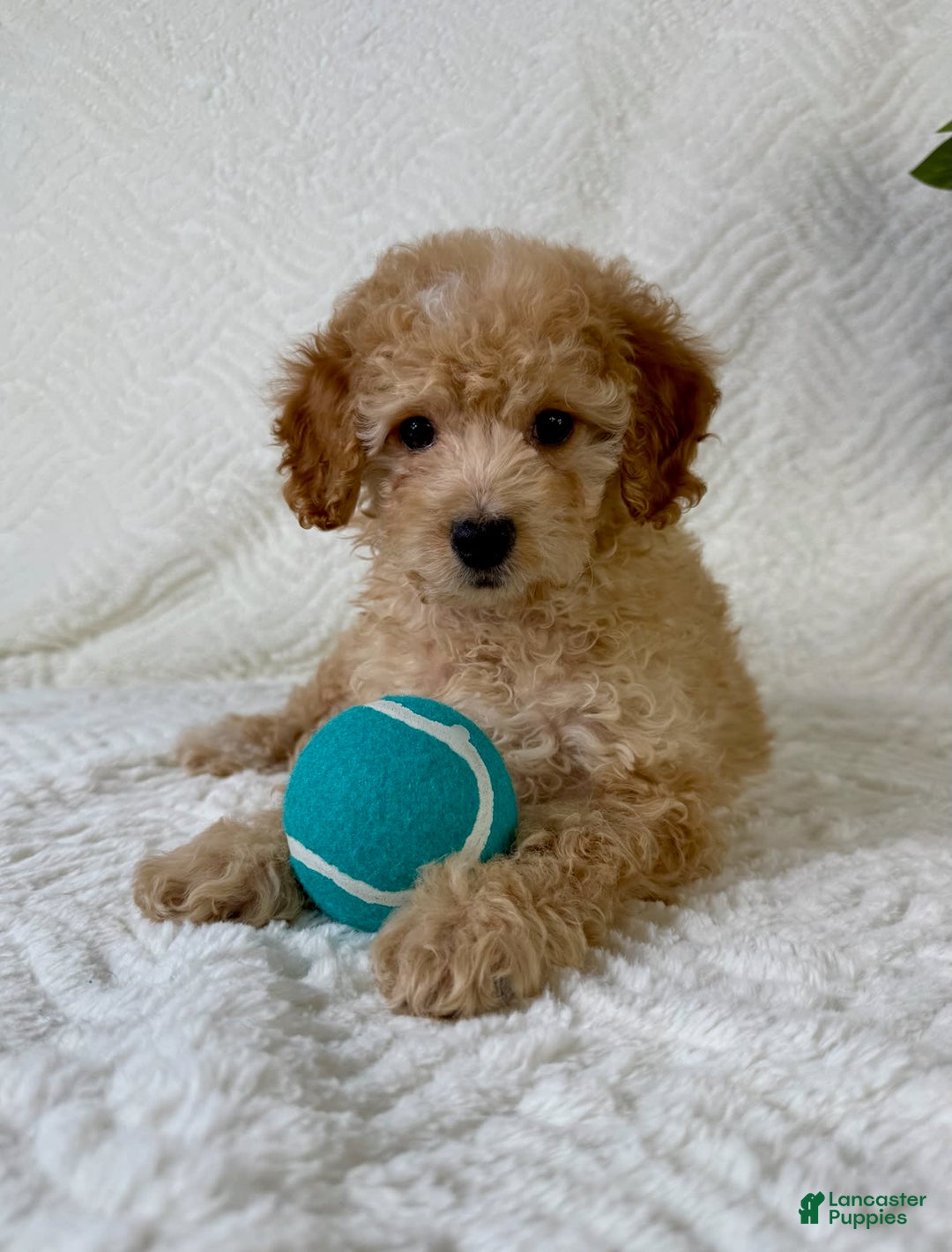 Cockapoo dogs for sale: Butters - Image 3