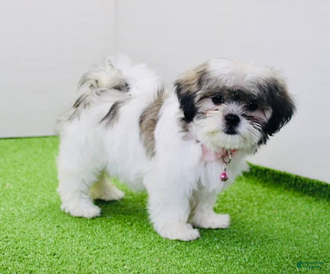 Malshi dogs for sale: Amber - Image 3
