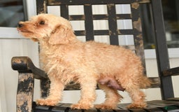 Cavapoo dogs for sale: Avalon - Image 6