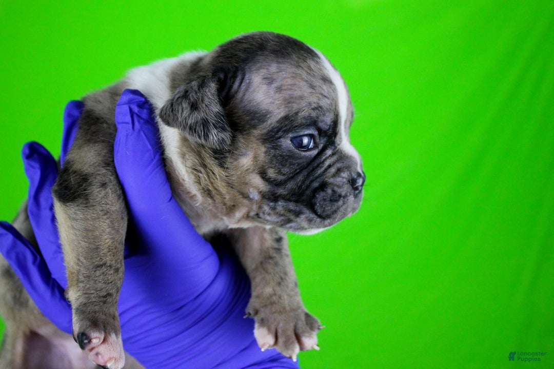 American Bully dogs for sale: Black Brindle Merle Male - Image 11