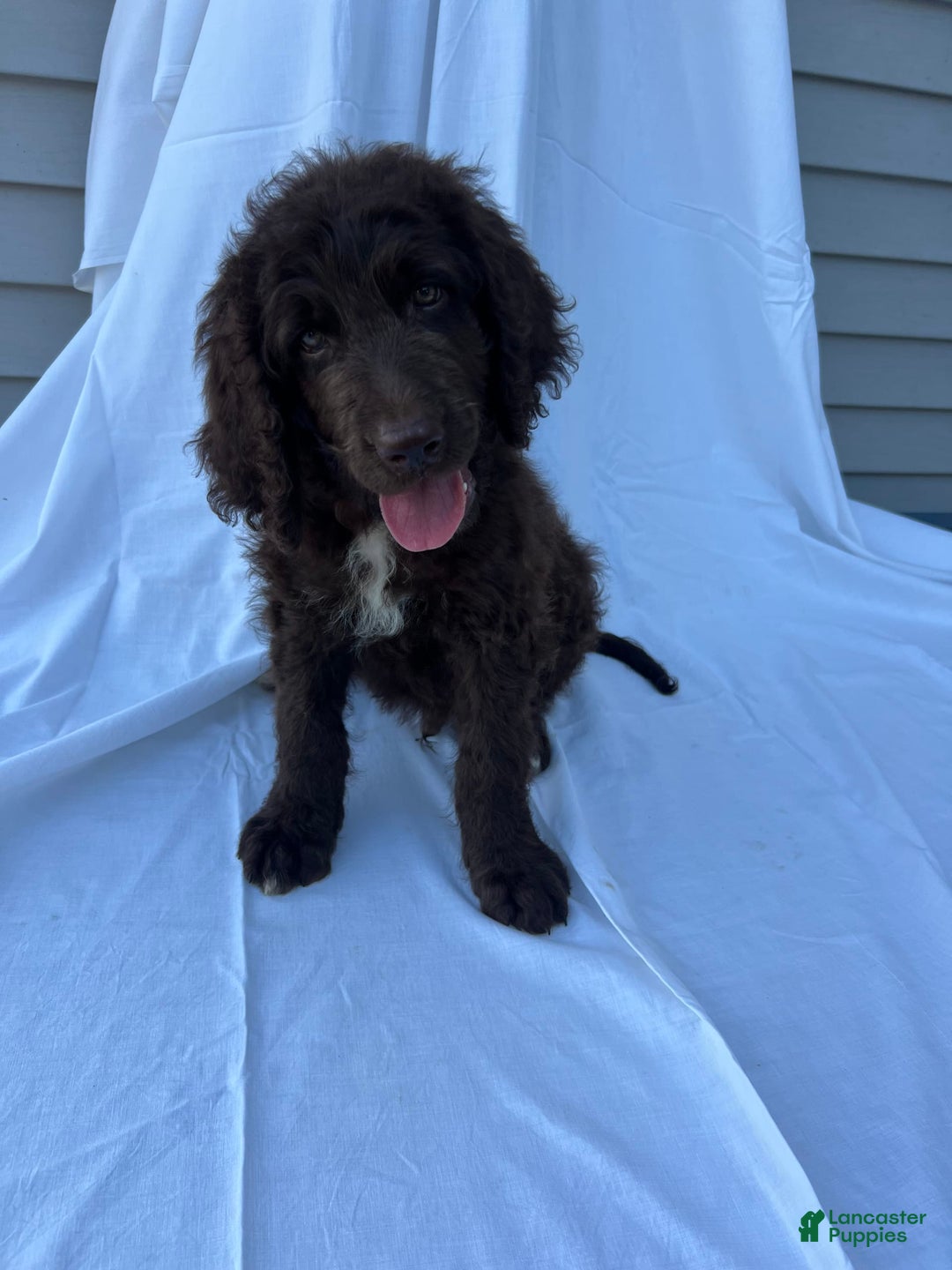 Newfypoo dogs for sale: Garth - Image 1