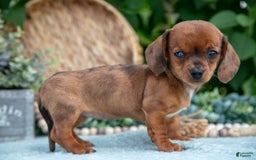 Miniature Dachshund dogs for sale: Jade - Image 5