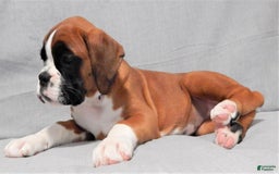 Boxer dogs for sale: Cindy - Image 2