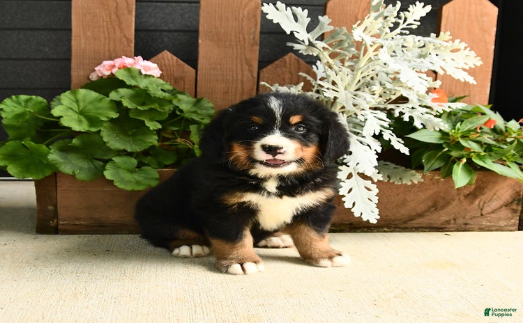 Bernese Mountain Dog dogs for sale - Ad 4