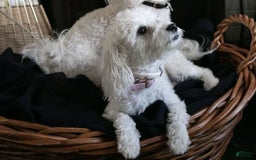 Maltipoo dogs for sale: Cee Cee - Image 8
