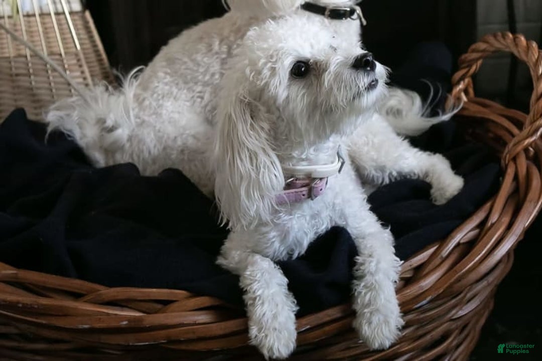 Maltipoo dogs for sale: Cee Cee - Image 8
