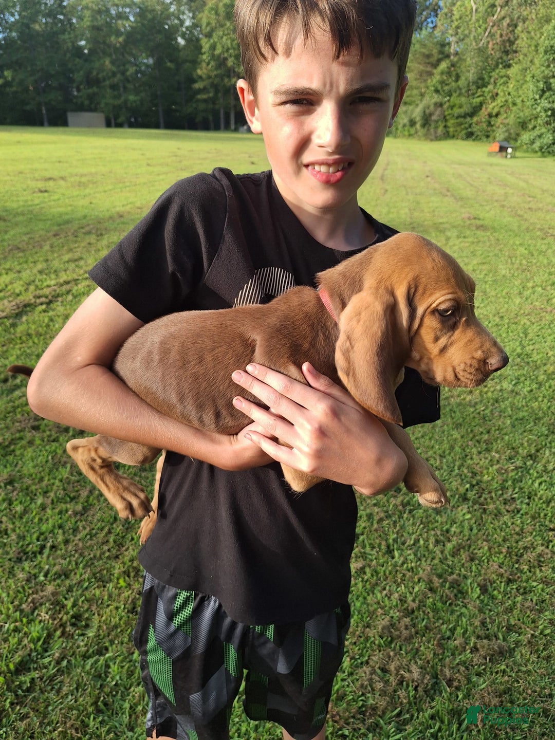 Bloodhound dogs for sale: Red - Image 9