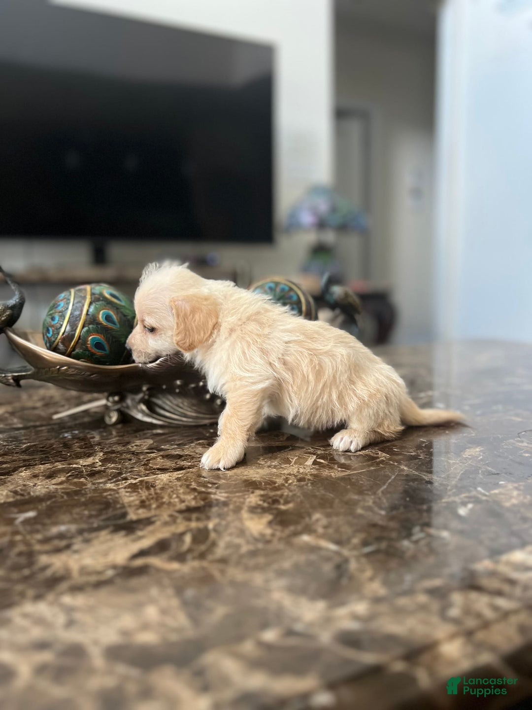 Maltipoo dogs for sale: Tommy - Image 12