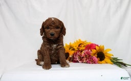Mini Goldendoodle dogs for sale: Heaven - Image 3