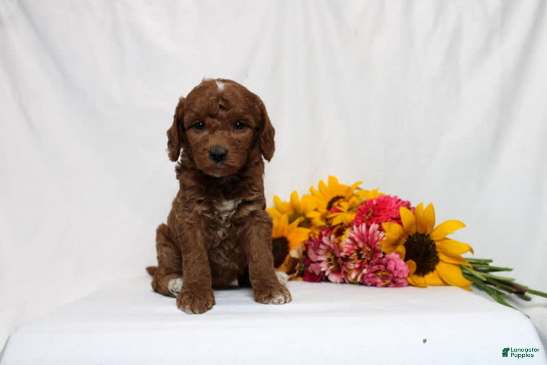 Mini Goldendoodle dogs for sale: Heaven - Image 3