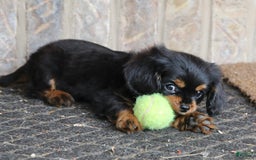 Cavalier King Charles Spaniel dogs for sale: Bentley - Image 12