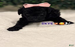 Miniature Poodle dogs for sale: Skye - Image 9