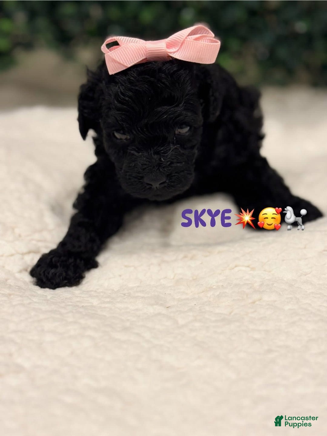 Miniature Poodle dogs for sale: Skye - Image 9