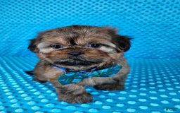 Shih Tzu dogs for sale: Koda - Image 9