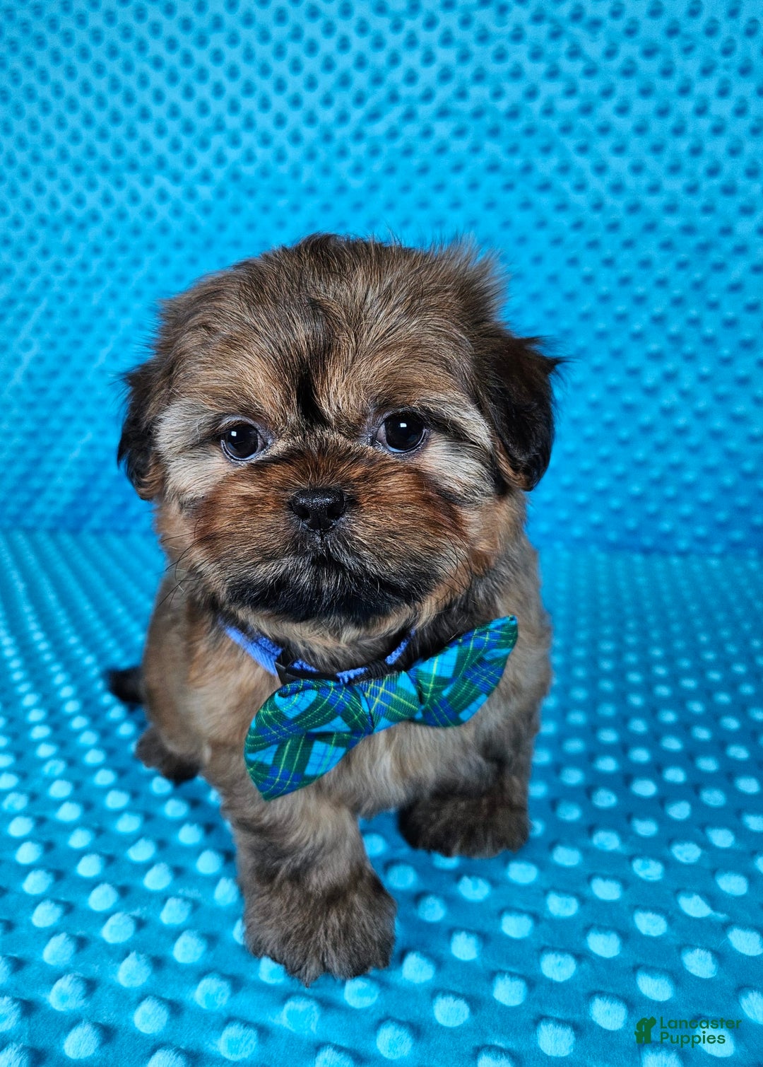 Shih Tzu dogs for sale: Koda - Image 9